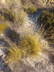 Pseudopentameris macrantha