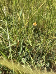 Pilosella officinarum