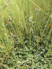 Pilosella officinarum