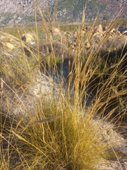 Pseudopentameris macrantha