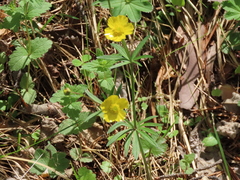Ranunculus monophyllus