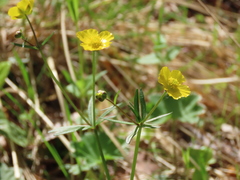Ranunculus monophyllus