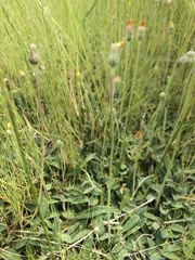 Pilosella officinarum