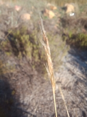 Pseudopentameris macrantha