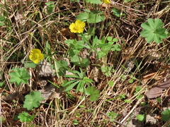Ranunculus monophyllus