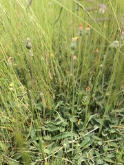 Pilosella officinarum