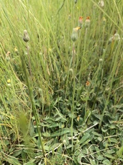 Pilosella officinarum