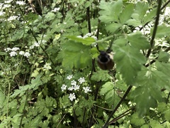 Chaerophyllum temulum