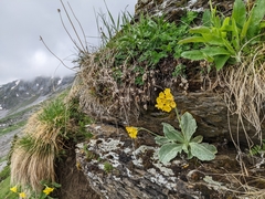 Primula auricula