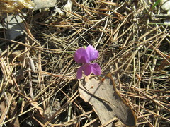 Viola dactyloides
