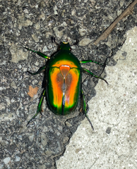 Heterorrhina elegans