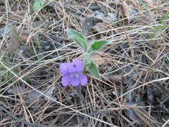 Viola dactyloides