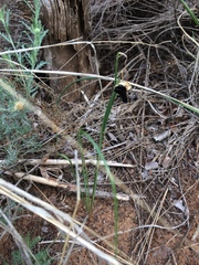 Zephyranthes longifolia