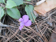 Viola dactyloides