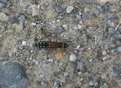 Staphylinus caesareus