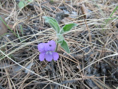 Viola dactyloides