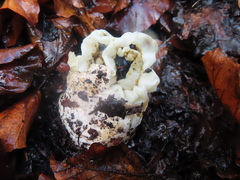 Ileodictyon cibarium