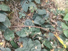 Strobilanthes reptans