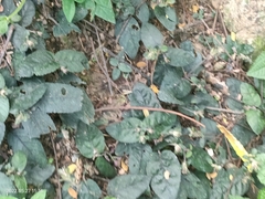 Strobilanthes reptans