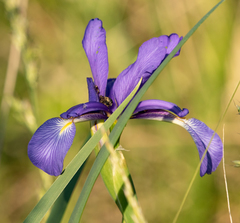 Iris spuria