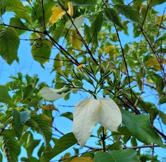 Mussaenda philippica
