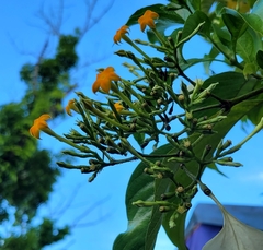 Mussaenda philippica