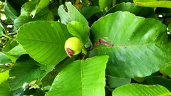 Dillenia philippinensis