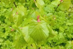 Tilia cordata