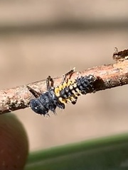 Harmonia axyridis