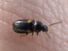 Mycetochara