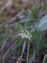 Platysace