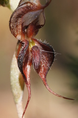 Pterostylis boormanii