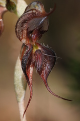 Pterostylis boormanii