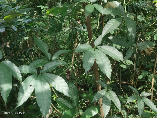 Tetrastigma leucostaphylum observed 2022-05-27