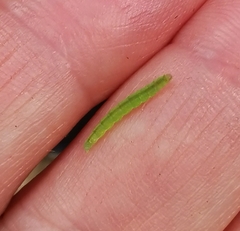 Tortrix viridana