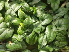 Angiospermae