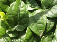 Angiospermae
