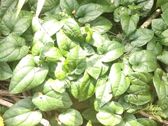 Angiospermae