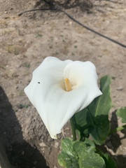 Zantedeschia aethiopica