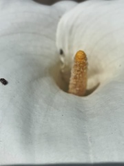 Zantedeschia aethiopica