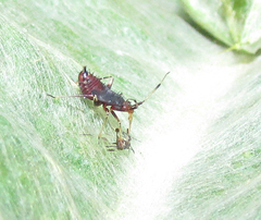 Deraeocoris ruber