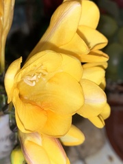 Freesia