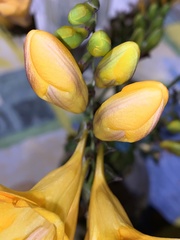 Freesia