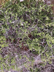 Dodonaea bursariifolia