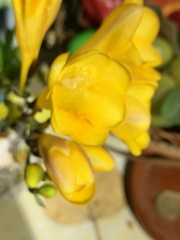 Freesia
