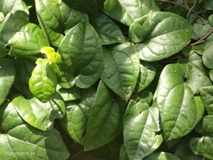 Angiospermae