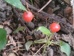Geophila repens