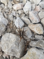 Alopecosa inquilina