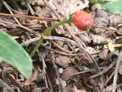 Geophila repens