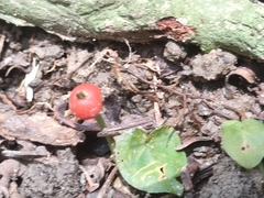 Geophila repens